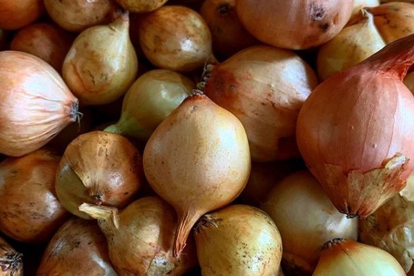 Какая сейчас ссылка на кракен
