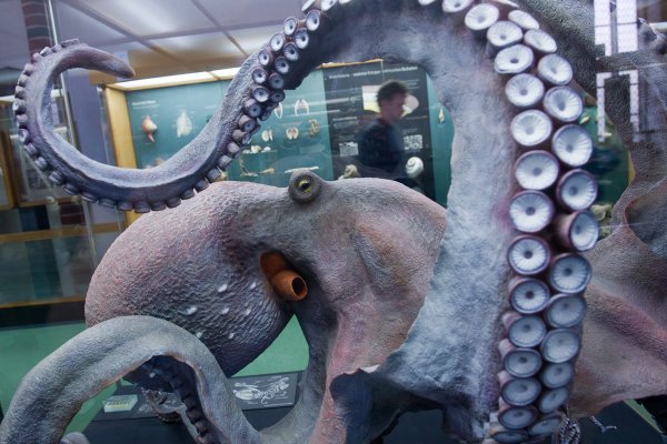Kraken сайт зеркала